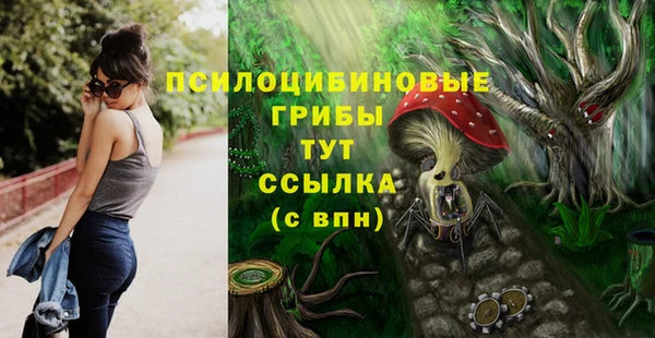шишки Абаза