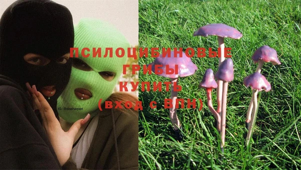 шишки Абаза